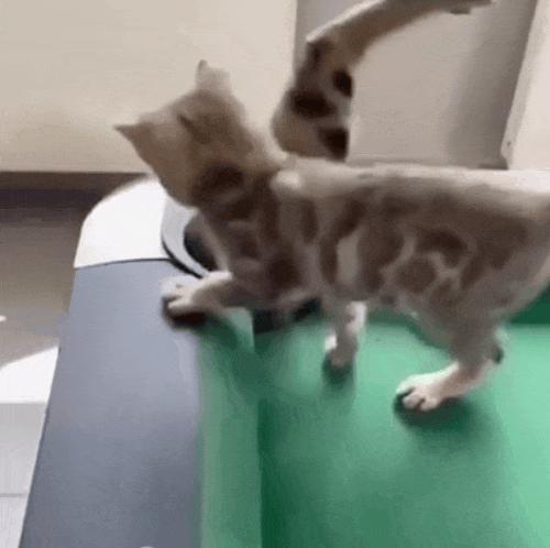 液体猫猫大合集！有毛巾嘛？我们家的小猫又流出来啦