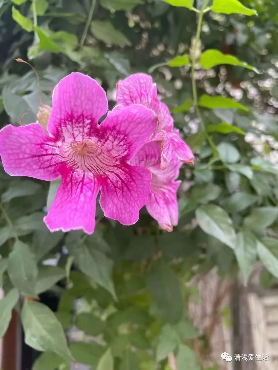 耐高温耐寒的一年四季开花的花卉,耐高温开花多的花卉