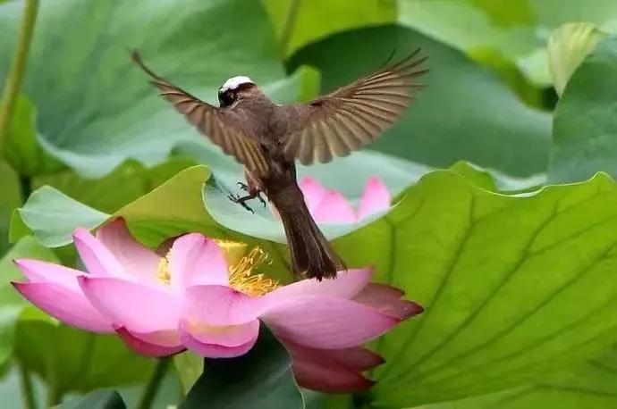 奇怪的小鸟视频,稀奇古怪的鸟