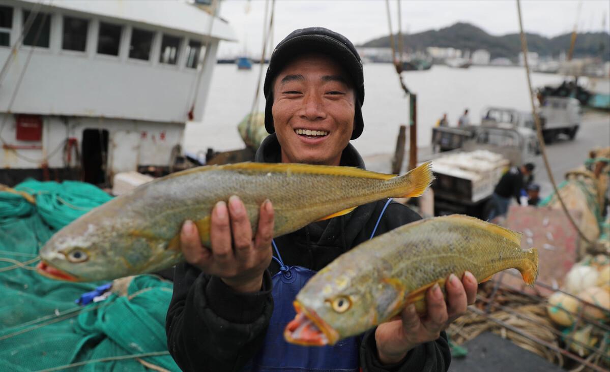 每年放流大黄鱼,现在野生的大黄鱼是以前放流的吗
