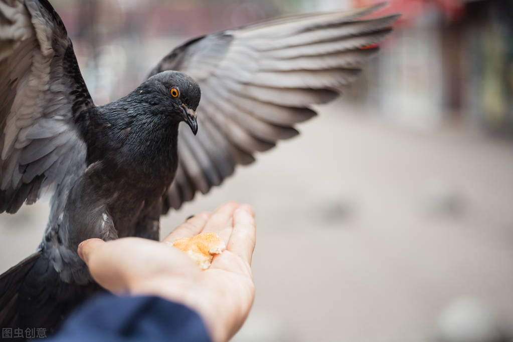 家飞的鸽子老丢怎么办,家鸽飞丢了怎么办