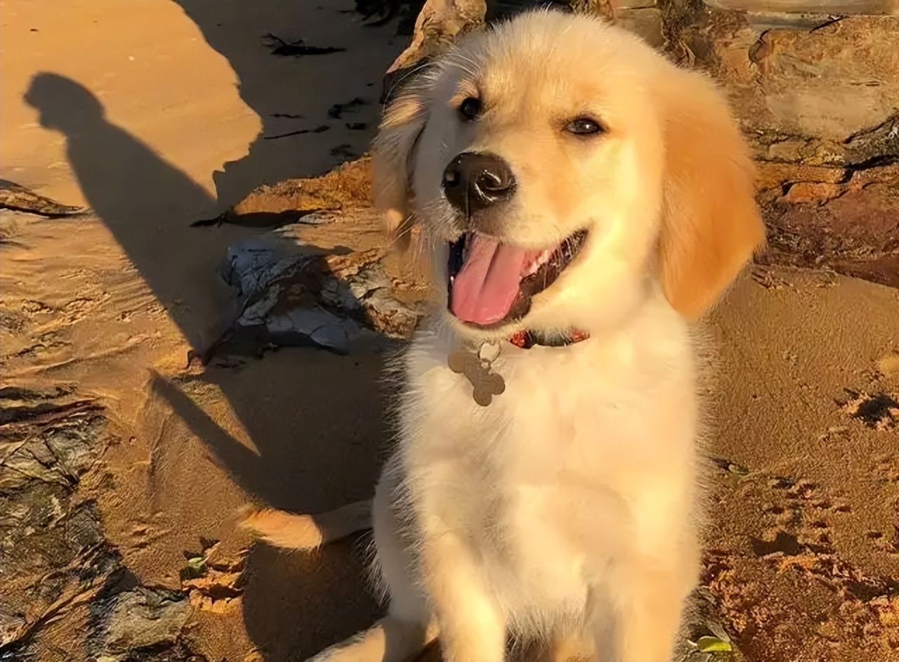 “金毛无限好，只是掉毛多”——这4个解决方法快收好