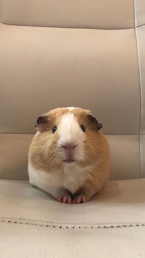 如何照顾豚鼠:情况说明书和建议2023