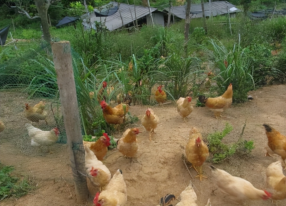 变性人“李二毛”：曾是夜场小王子，为爱情变“女人”却惨遭抛弃