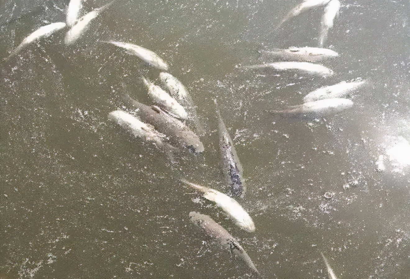 低温水霉怎么治疗,赤皮水霉