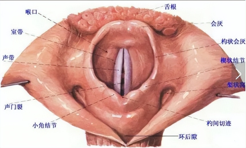 协和耳鼻喉科取鱼刺要多少钱,误吞鱼刺在咽喉多久判断没事