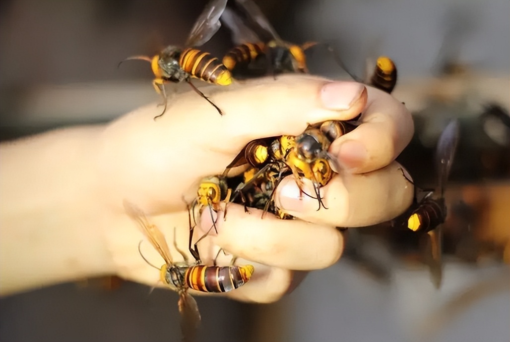 杀人蜂和胡蜂还有大黄蜂谁厉害,杀人蜂厉害还是胡蜂厉害