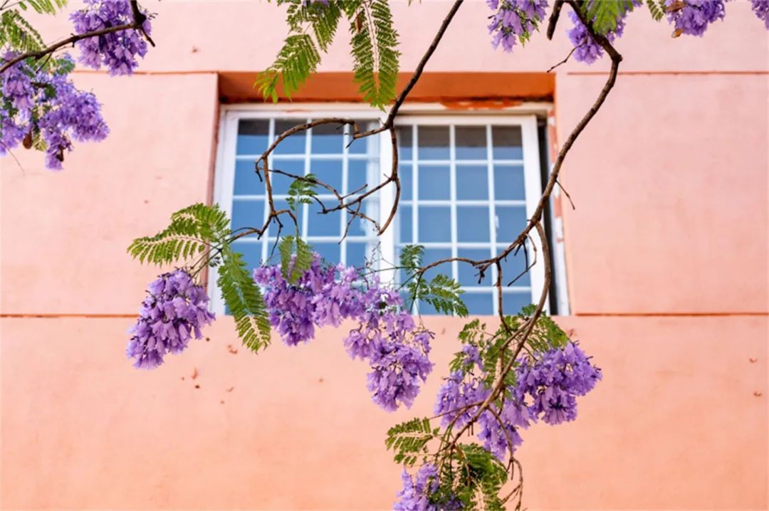 芸儿美美美美美,美美美美美美美英文