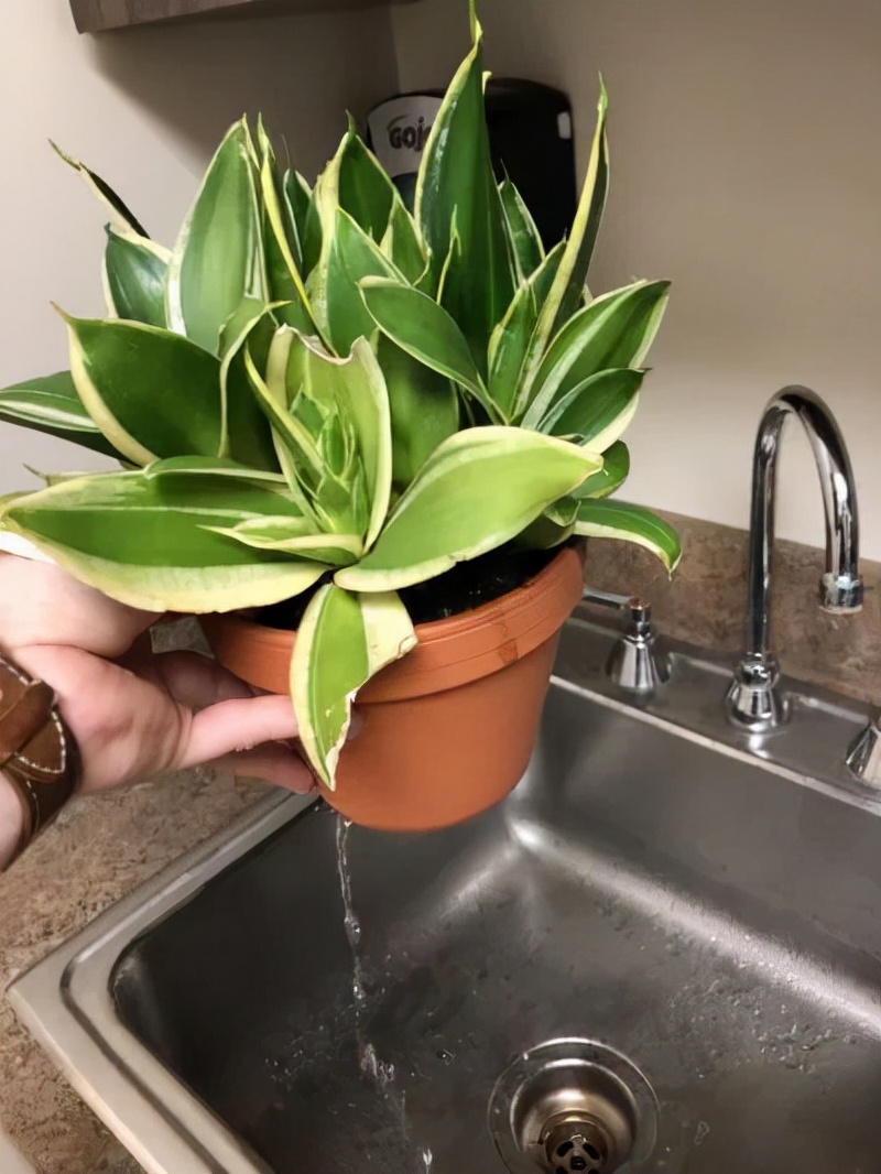 回家过年植物没人浇水怎么办,放假回家植物怎么办