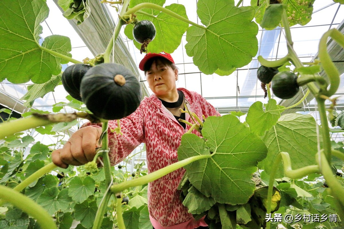南瓜秧子长得旺但不结瓜怎么办,黄瓜重茬不结瓜如何解决