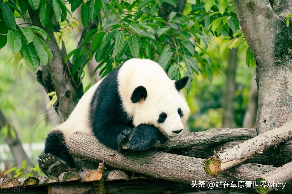 野生动物攻击熊猫会被击毙吗,出现过熊猫伤人的事件吗