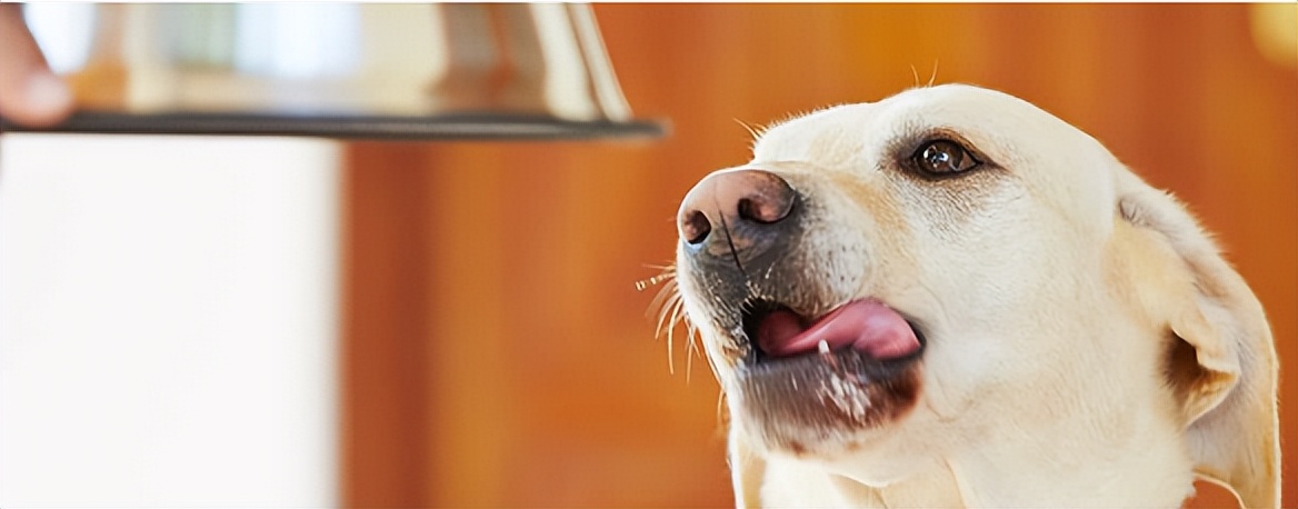 宠物挑食饿着怎么办,宠物挑食饿着还是惯着