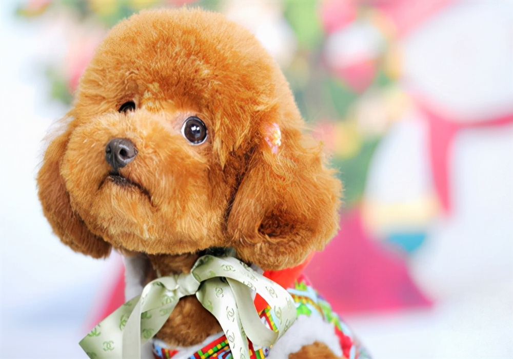 养狗必备的知识,生长期的幼犬狗用什么补钙最好