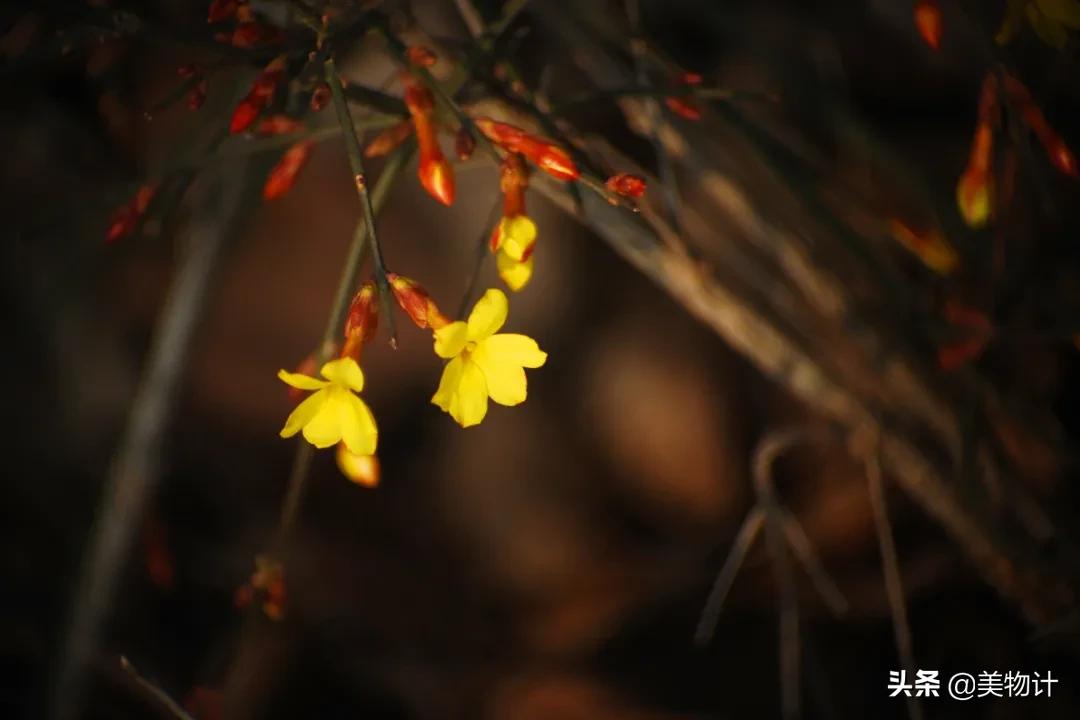 迎春花是不是在春天开放,春天真的要来了迎春花开了