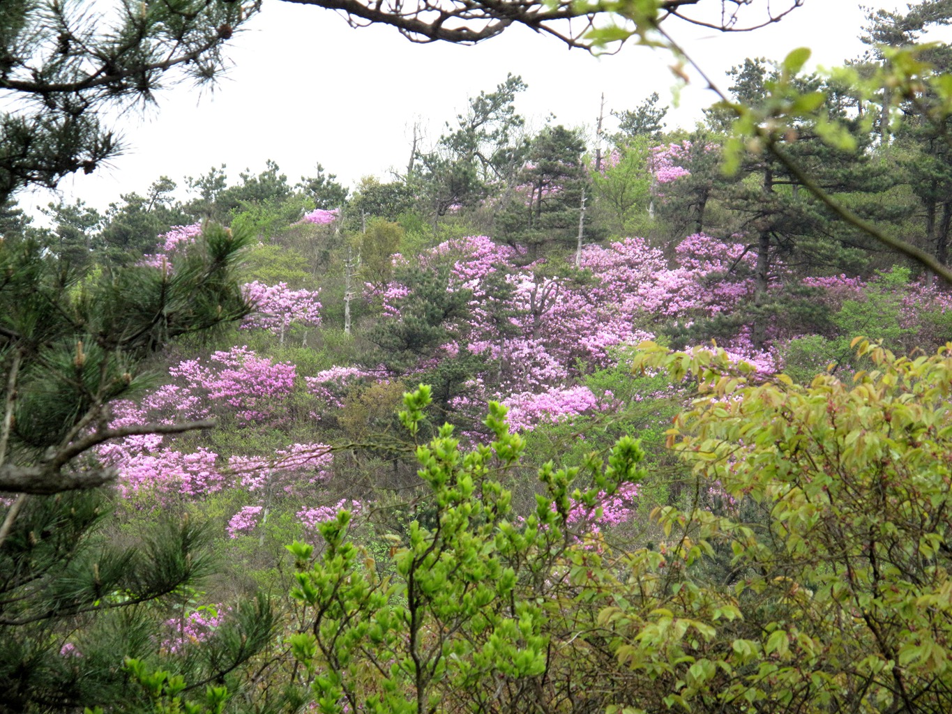 四明山华顶杜鹃,浙东华顶杜鹃群落