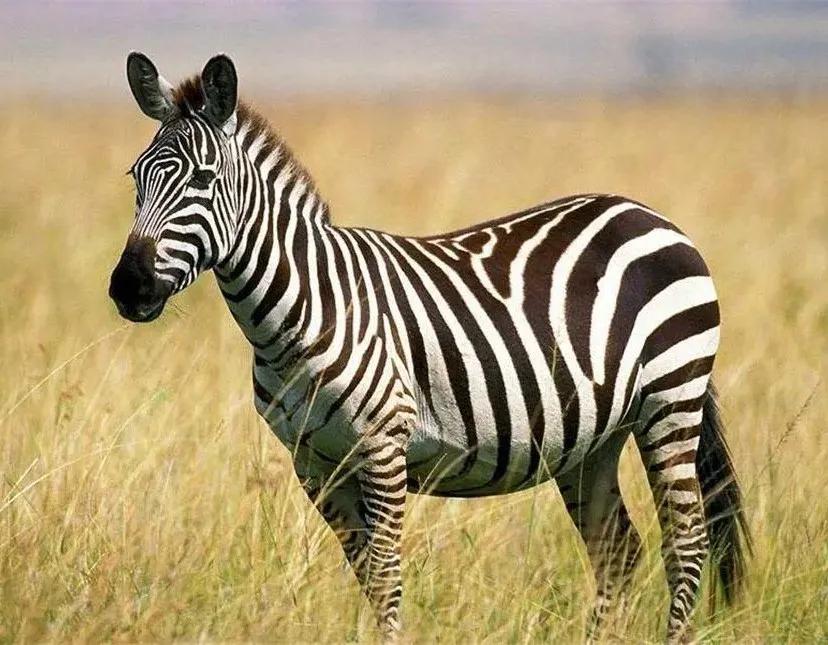 斑马的条纹果然不是白长的,斑马为什么身上长黑白条纹