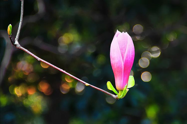 拍摄技巧如何拍摄好看的花卉照片,拍摄花卉技巧大全图片