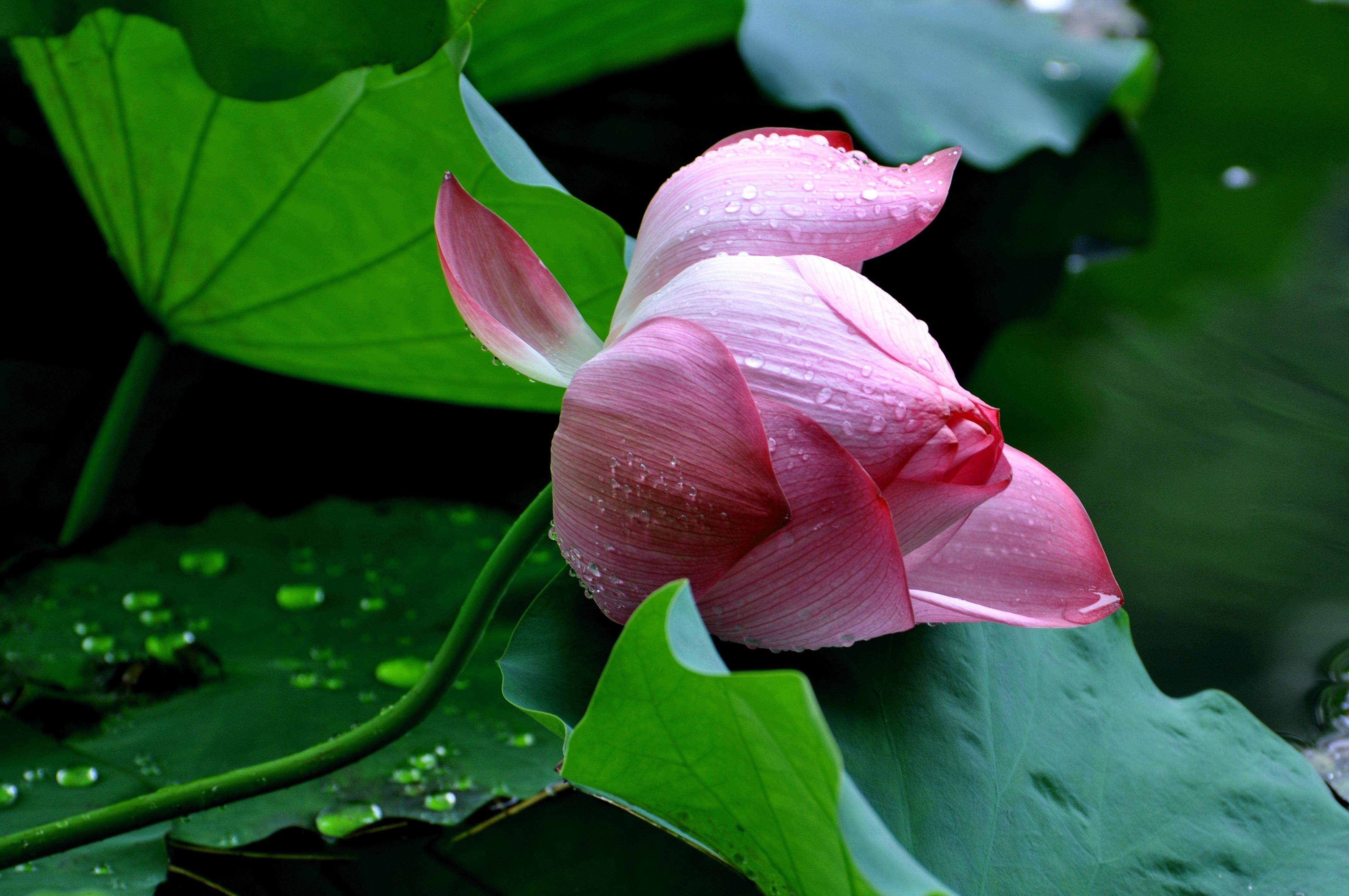 “雨过圆荷万点星”过雨荷花满湖香，雨中夏荷别有一番意境