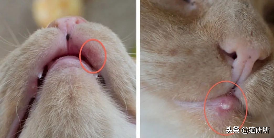 猫咪嘴巴突然肿了怎么办？真不是上火