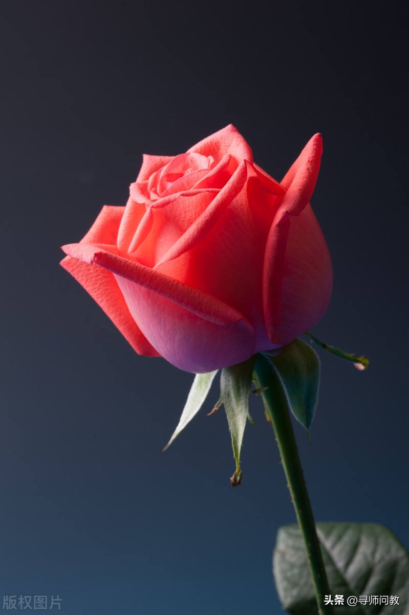 摩羯座2023年感情运势最新,摩羯座2023年运势感情