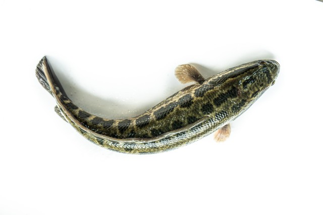 养黑鱼成本和利润,养一亩黑鱼的利润是多少