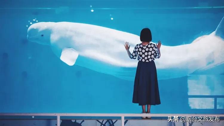 三天两夜蓬莱旅游攻略,3天2晚烟台旅游攻略