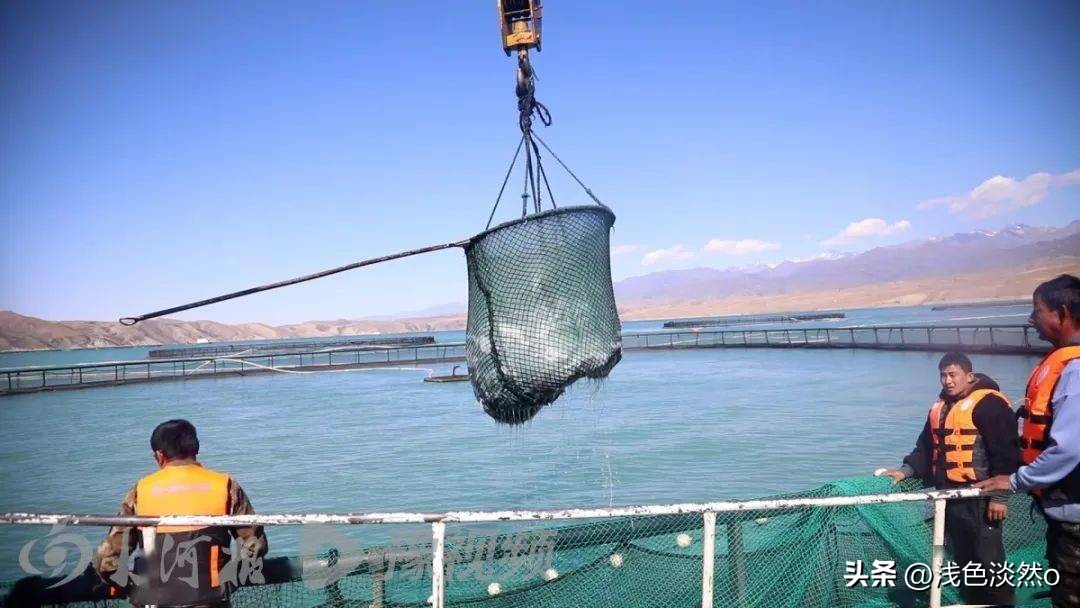 能不能生吃？河南能买到？大河报记者亲探*疆新**深山里的三文鱼渔场