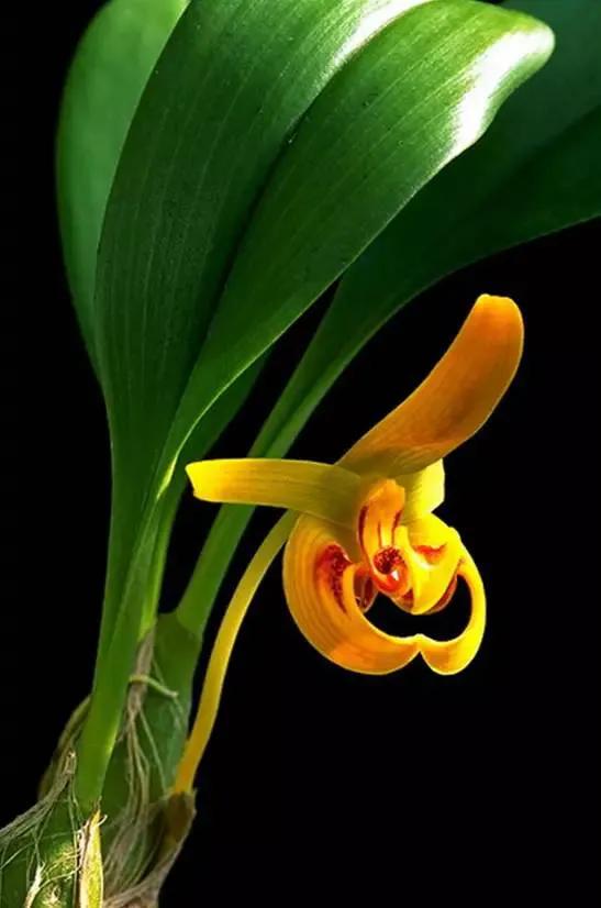 最美的100种兰花图片,欣赏一下最美的兰花