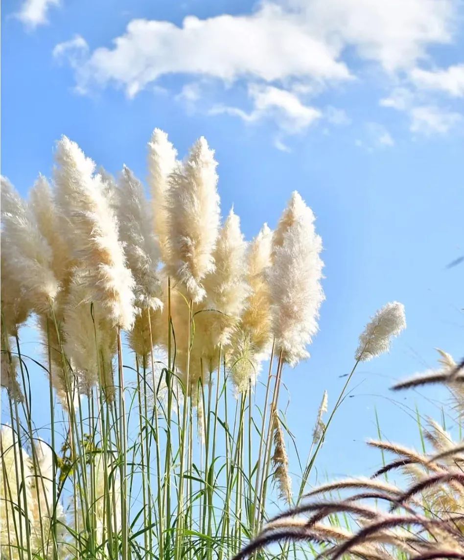 又又又被美到！10款秋日的花果叶，打包了最斑斓的秋色