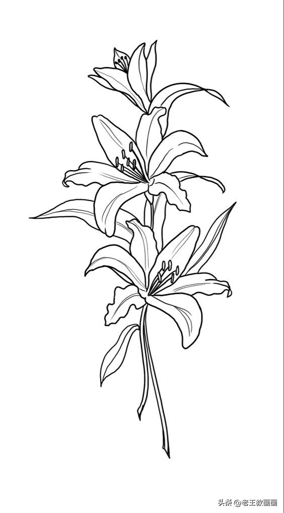 学画工笔花卉郁金香简笔画,手把手教你简笔画手绘线描花卉