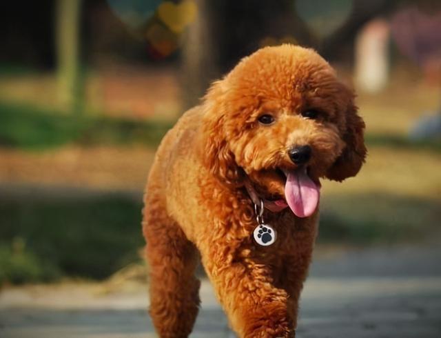 泰迪恐惧心理怎么训练,泰迪害怕的惩罚是什么