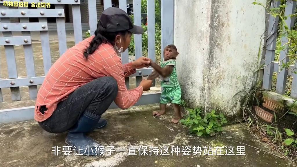 小猴子把牛弄丢了,小猴子贪玩引发悲剧