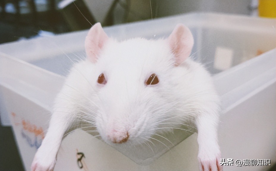 Sprague-Dawley大鼠是什么？关于它胃肠道微生物区系的研究