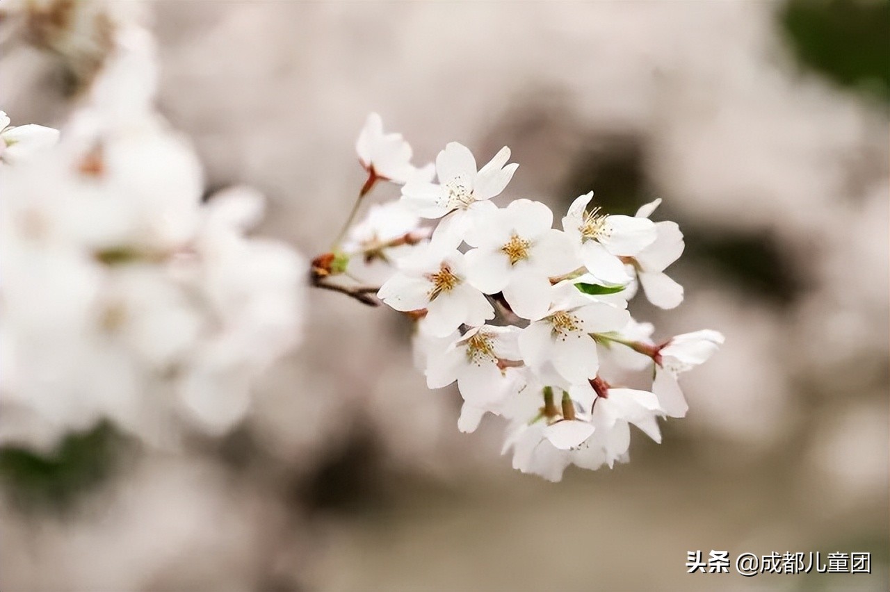 小记者春天花花诗歌会丨小朋友写给春天的诗，浪漫了整个季节