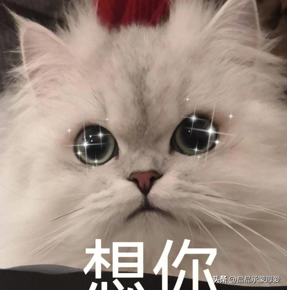 海象拍肚子搞笑视频,海象搞笑照片大全