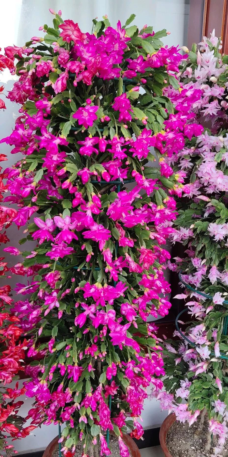 最美最惊艳的仙人掌花,仙人掌奇花图片大全