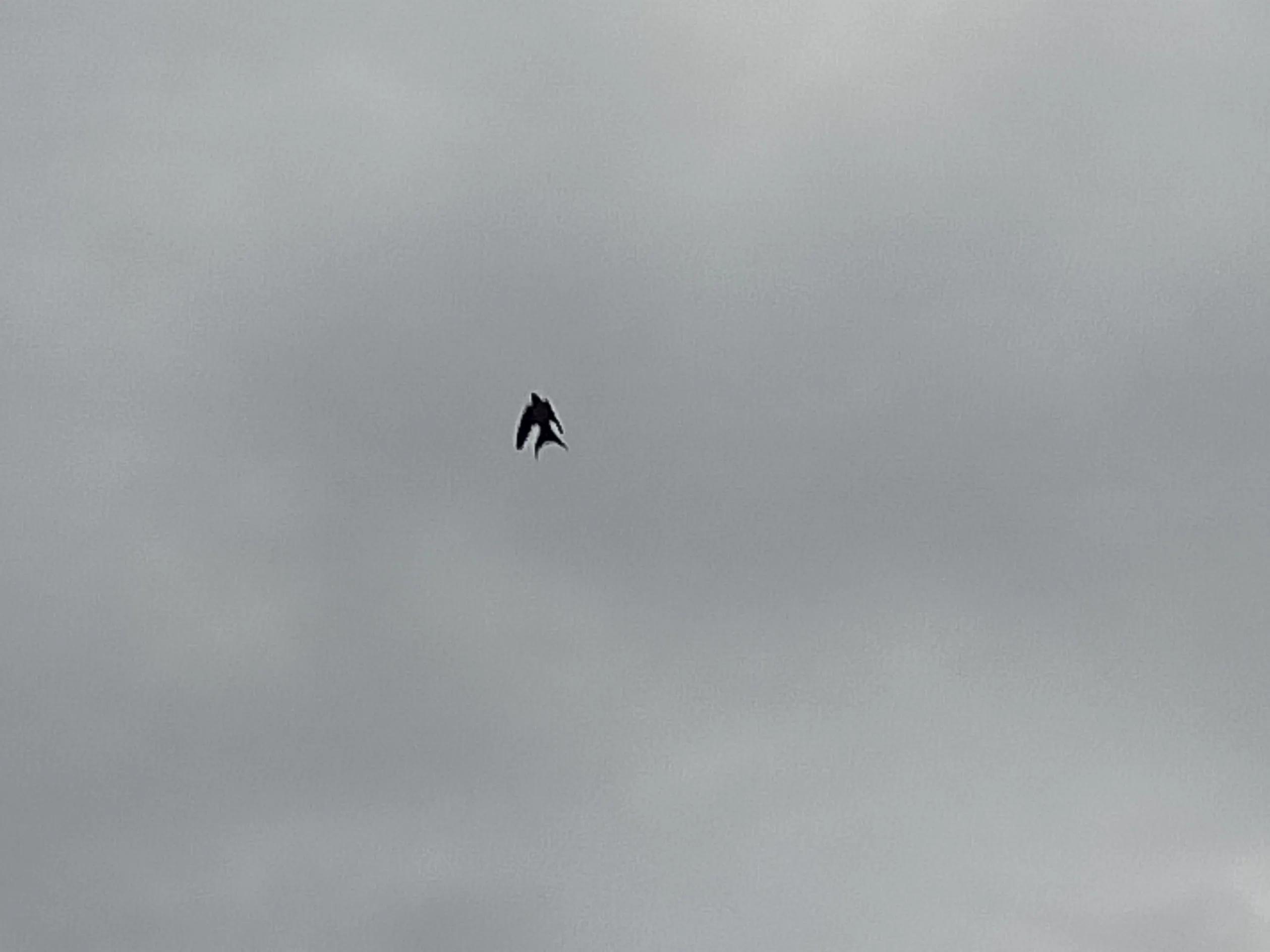 杀蚊虫灭四害,消灭蚊虫的土方方法