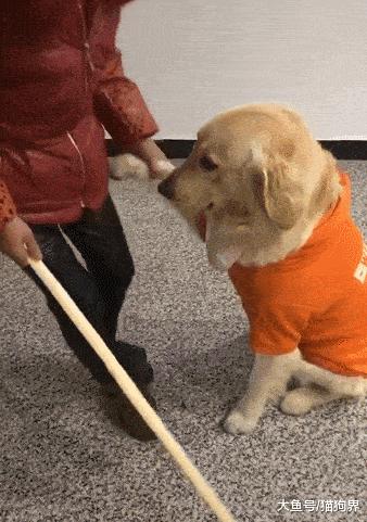 哪种狗子的寿命长,什么行业适合养狗