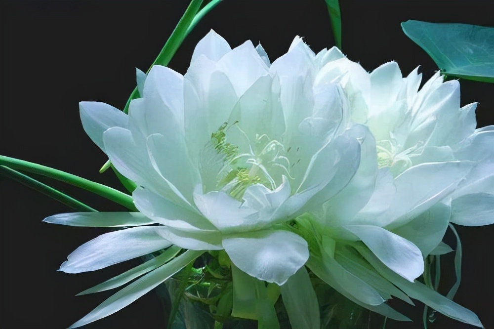 百种鲜花图片欣赏,十种最美丽的鲜花