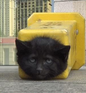 别人家的猫是液体还是固体,猫都是水做的