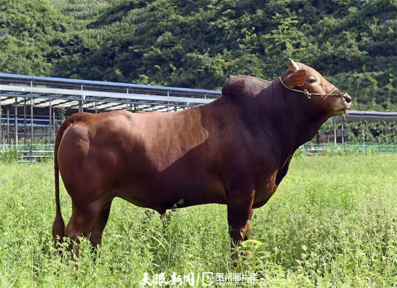 黄牛牛肉贵州,关岭黄牛有机牛肉