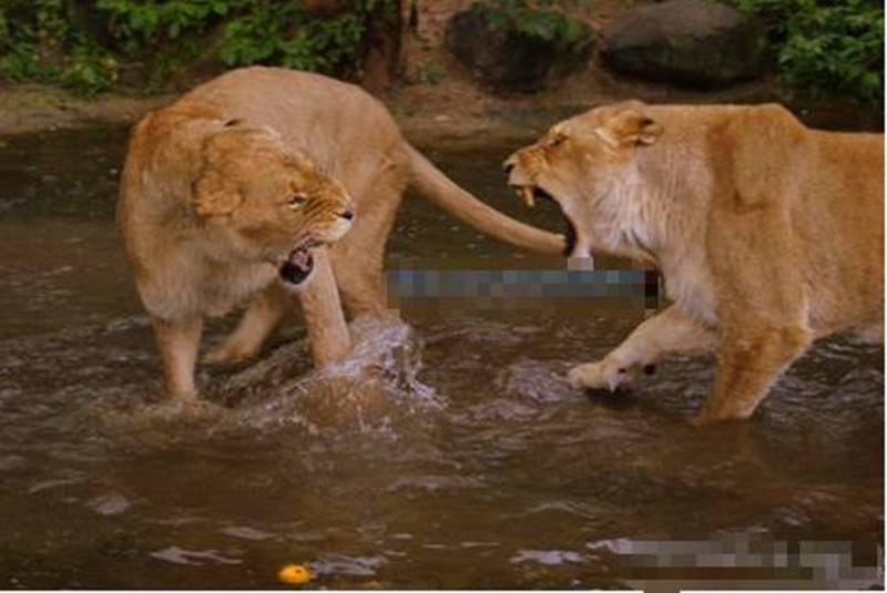 狮子猎杀小象的真实视频,狮子捕杀大象成功视频