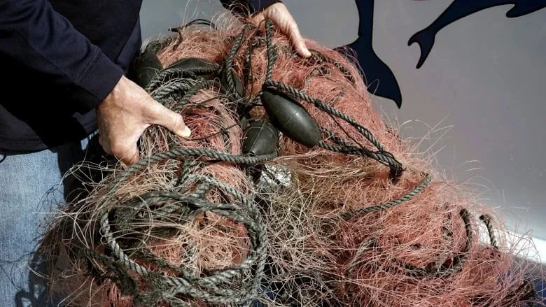 加拿大纽芬兰雪蟹捕捞,纽芬兰雪蟹