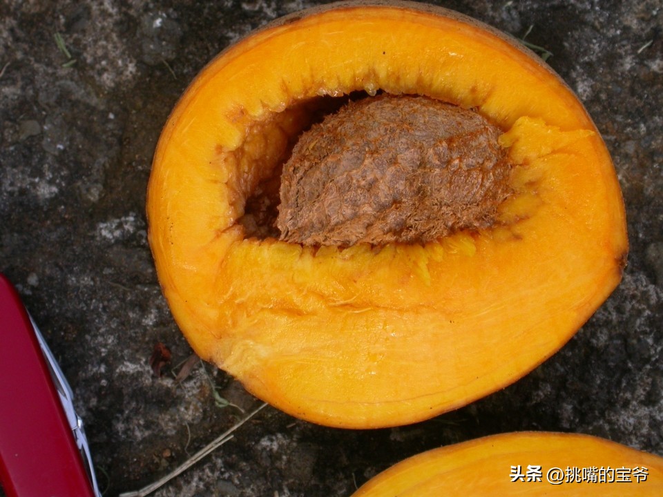 身处非洲，物种孤立进化的马达加斯加，各种奇瓜异果满岛飘香