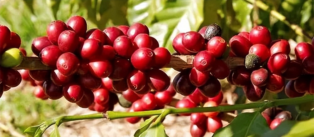 新手入门买什么咖啡豆,咖啡爱好者咖啡豆选购