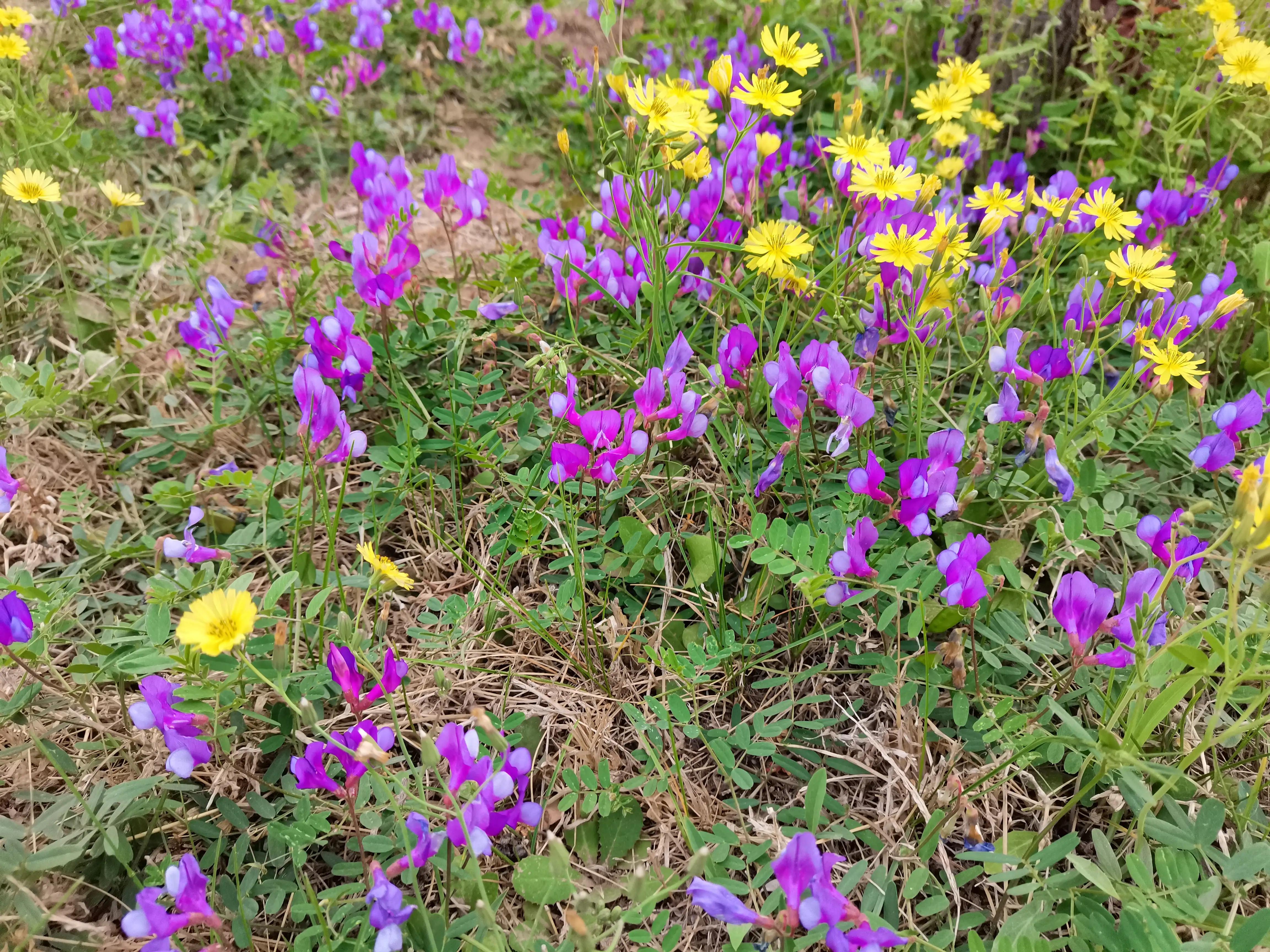 老君山紫藤花长廊拍照攻略,去长春公园看郁金香攻略