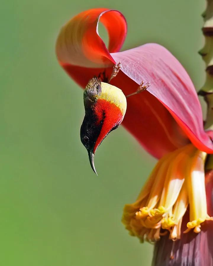 太阳鸟花的图片,太阳鸟精彩图片