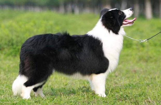 咖色阴阳脸边牧犬就不纯了吗,金边牧犬纯种和不纯长大区别