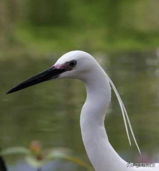 男子在臭水沟捡到一只乌龟,村民捡到乌龟马上报警