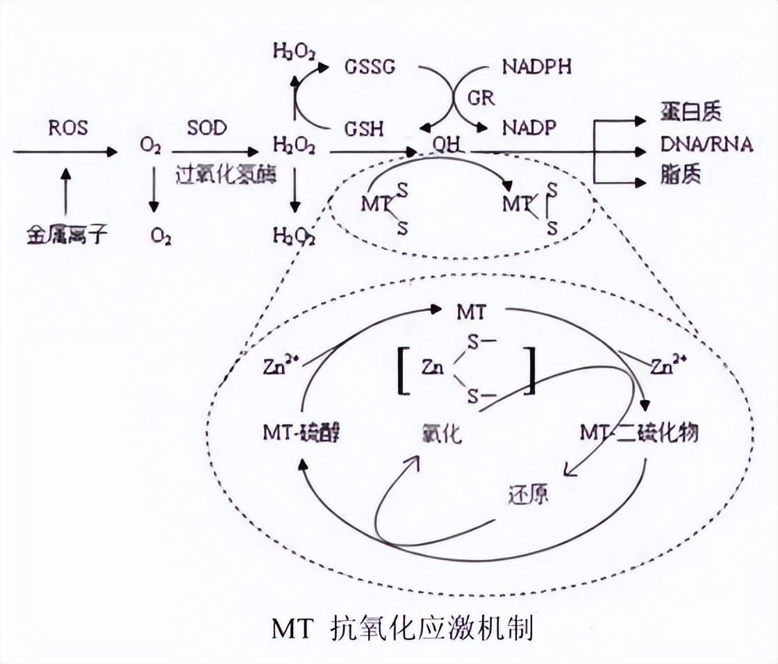 金属硫蛋白副作用,金属硫蛋白的功效和作用